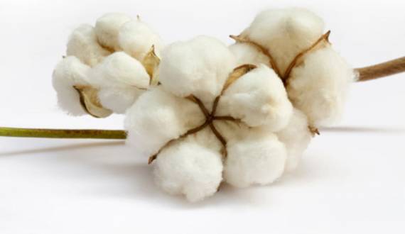 Tout savoir sur le coton