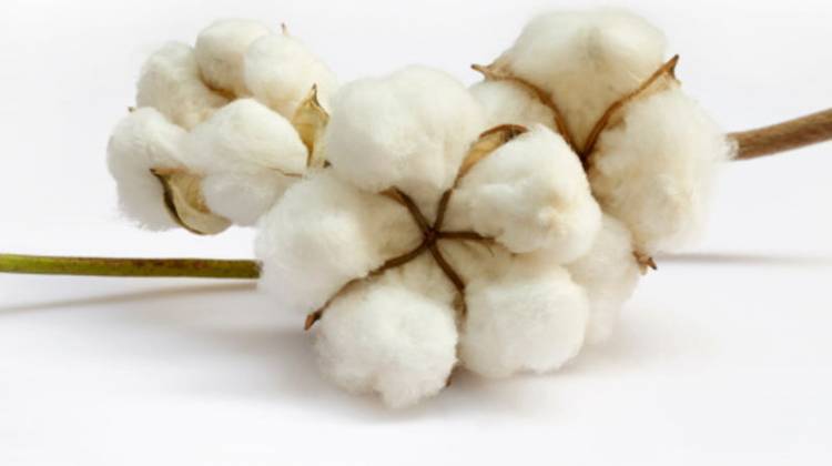 Tout savoir sur le coton